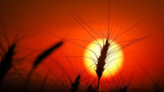 sun-wheat.jpg