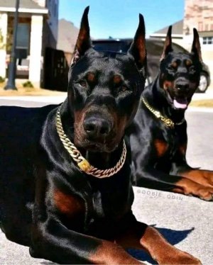 dobies.jpg
