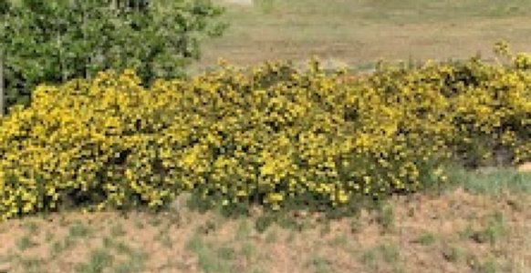 rose bush.jpg