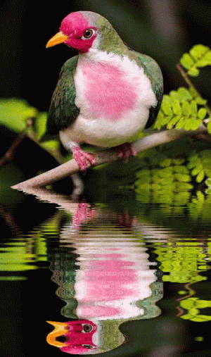 7223ffe8450b8a29f230ab2822a62ab9.gif