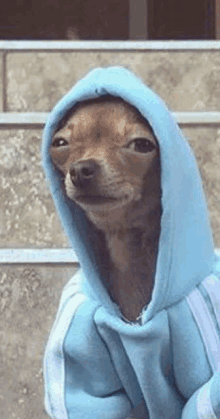 help-dog.gif