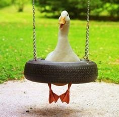 animal1.jpg