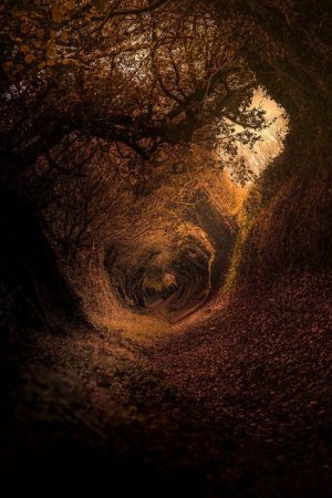 dark-brown-aesthetic-forest-pathway-bnqx2yd69vz7byy2.jpg