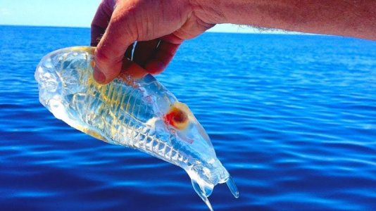 see through fish invisible.jpg