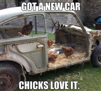 chicksloveit.jpg