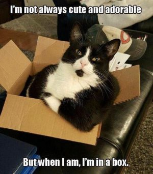 cuteinabox.jpg