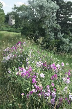 IMG_0508.jpeg