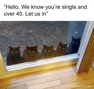cats outside.jpeg