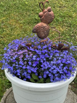 IMG_5240.jpeg
