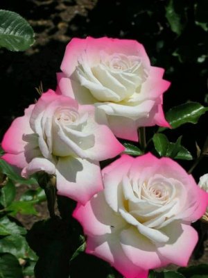 roses pink rim.jpg