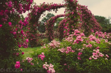 elizabeth park rose garden.jpg