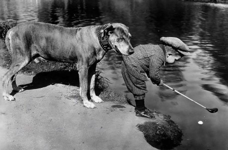 gooddog.jpg