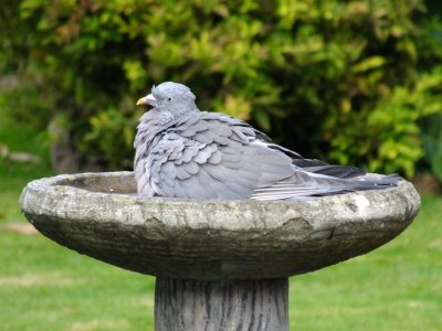 fat bird in bath.jpg