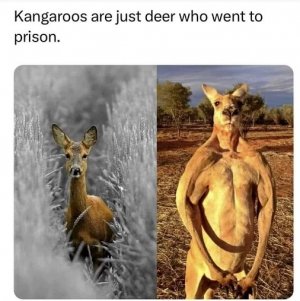 kangaroo.jpg