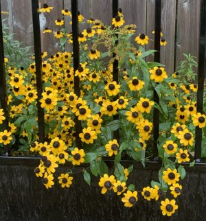 IMG_6865.jpeg