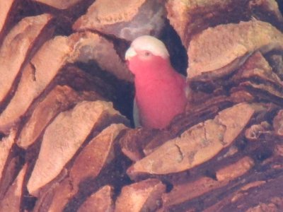 Galah at home.jpg