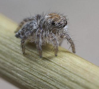 baby-peacock-spider.jpg