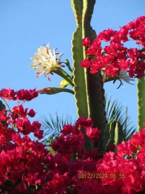 IMG_4716.JPG