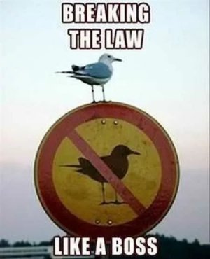 Funny-Animal-Pictures-That-Will-Make-Your-Day-012.jpg