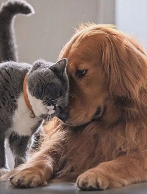 cattitude with dog.jpg cattitude with dog.jpg