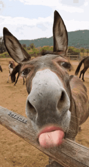 9154767e4b9082d1fdbdfca62c562941.gif