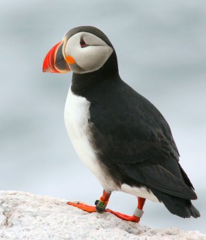 Puffin-1.jpg Puffin-1.jpg
