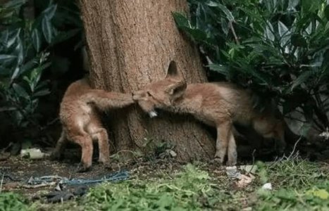 aroundthetree.jpg