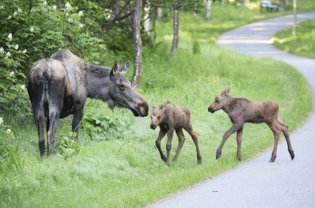 082324moose.jpg