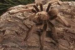 spider.jpg