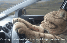 cat-newbies-1907967600.gif