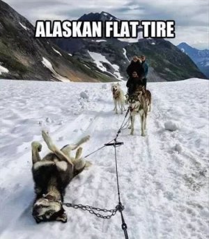 animal.jpg