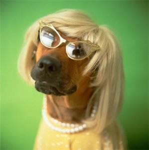 pets-wearing-wigs7.jpg