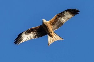 birdsredkite2.jpg