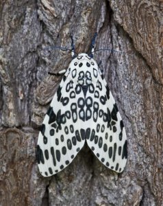 leopardmoth1.jpg