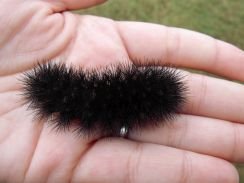 giant-leopard-moth-caterpillar.jpg