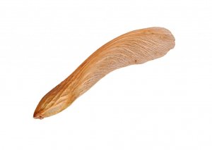 maple-seed2.jpg