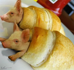 pigs.jpg
