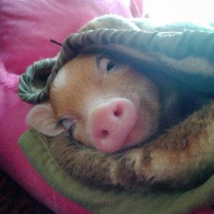 pig.jpg