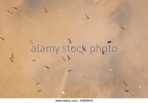 mosquito-culicidae-larvae-and-pupae-in-a-stagnant-pond-in-yorkshire-emdrc9.jpg