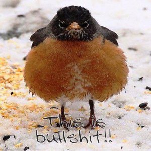 Robin.jpg