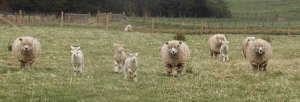 sheep20181.JPG