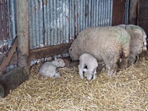 sheep20182.JPG