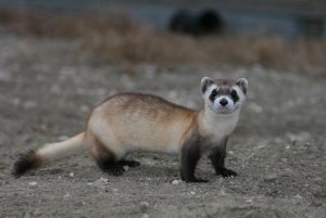 ferret.jpg ferret.jpg