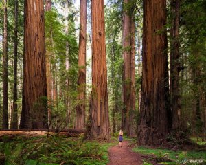 20160620-Redwoods-Trail.jpg