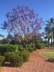 purple tree.jpg