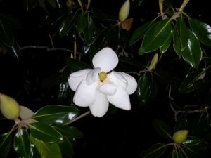magnolia2018.jpg