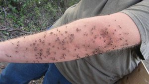 Mosquitoes-sense-body-heat-and-humidity.jpg