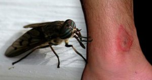 Horsefly-pic.jpg