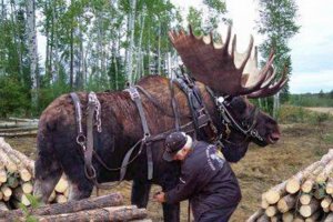 moose_in_harness_sm.jpg