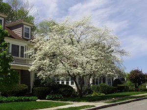 0 0 0 0 a a flowering tree in suburbia 2.jpg